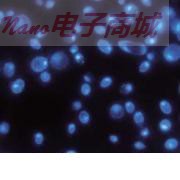 英国whatman 111156  Nuclepore黑色膜