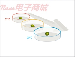 Nunc 174900  12孔板；带盖；