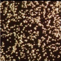 美国cospheric标准粒子二氧化硅纳米微球